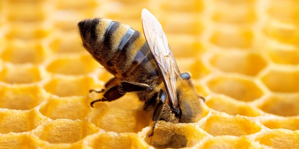 Il miele in pasticceria, le frodi ed il mondo delle api